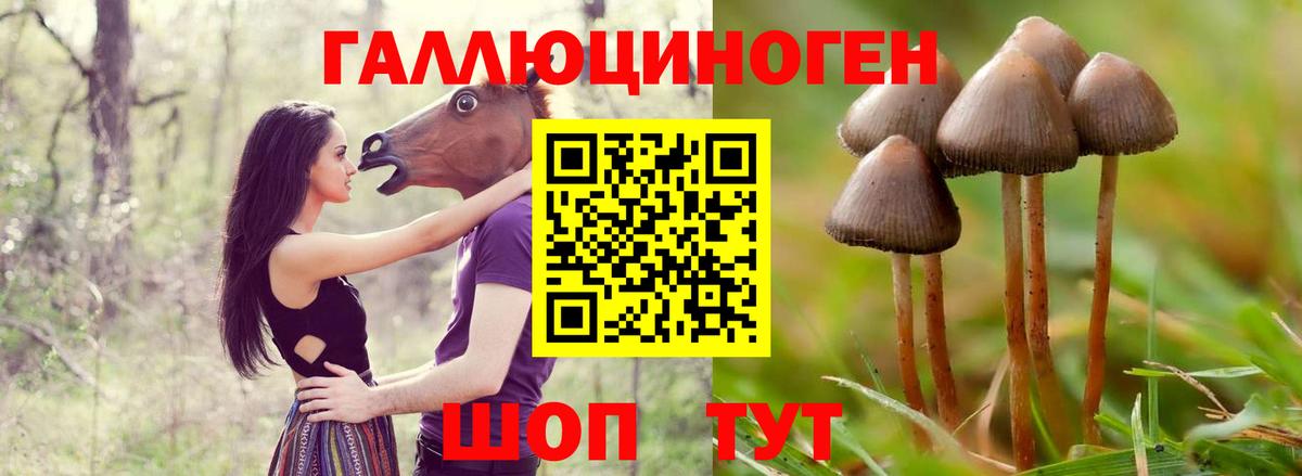 Псилоцибиновые грибы GOLDEN TEACHER  Вход с VPN  Шелехов  Галлюциногенные грибы прущие грибы 